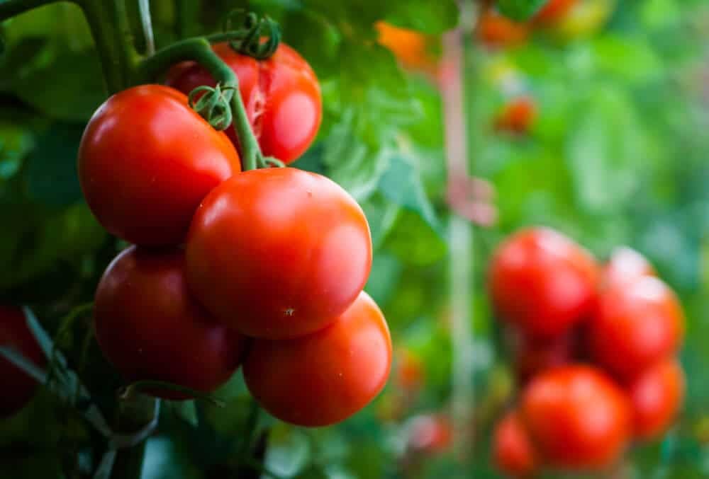 tuta-absoluta-tomate