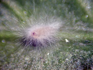 trips-parasitado-Naturalis