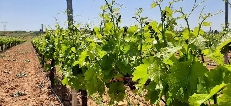 Mendoza comienza a dise&ntilde;ar el pr&oacute;ximo operativo de polilla de la vid