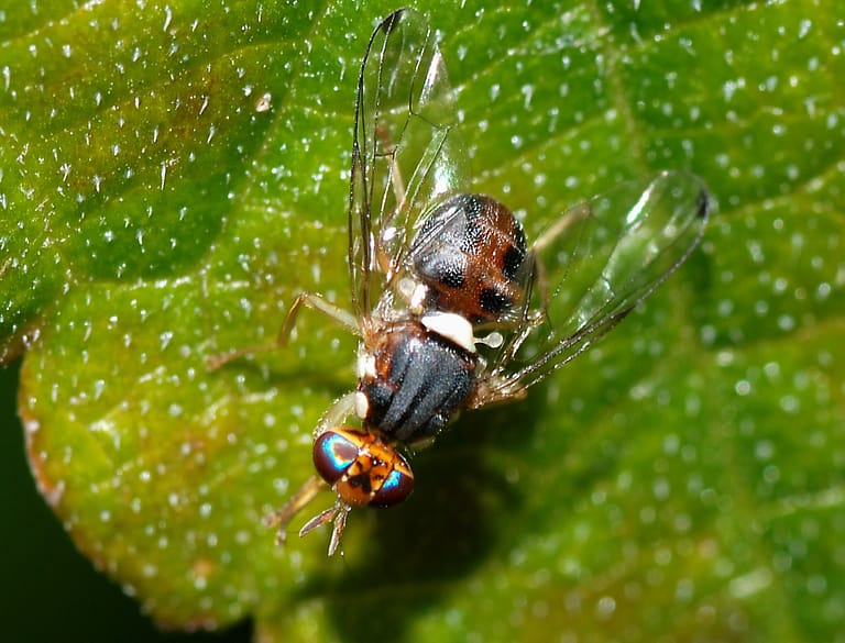Biogard - Cómo controlar la mosca del olivo, Bactrocera oleae, mediante Naturalis®, insecticida – acaricida basado en Beauveria bassiana cepa ATCC 74040