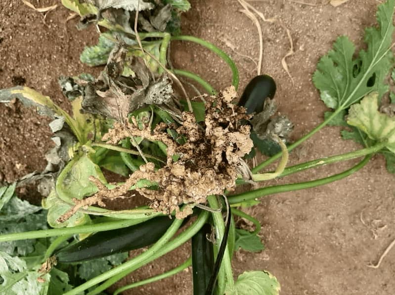 nematicida-registrado-origen-vegetal