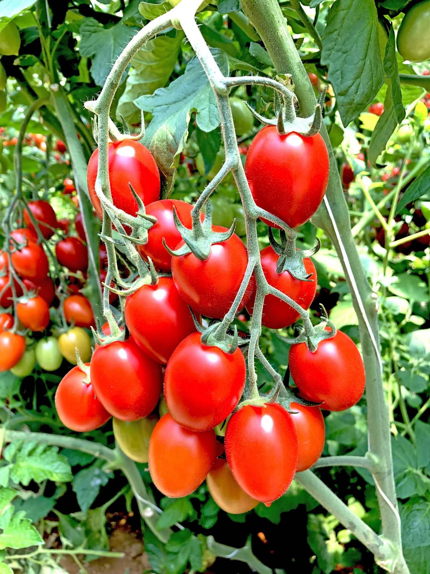 Biogard - ISONET® T – Control de Tuta absoluta en tomate mediante la Confusión sexual
