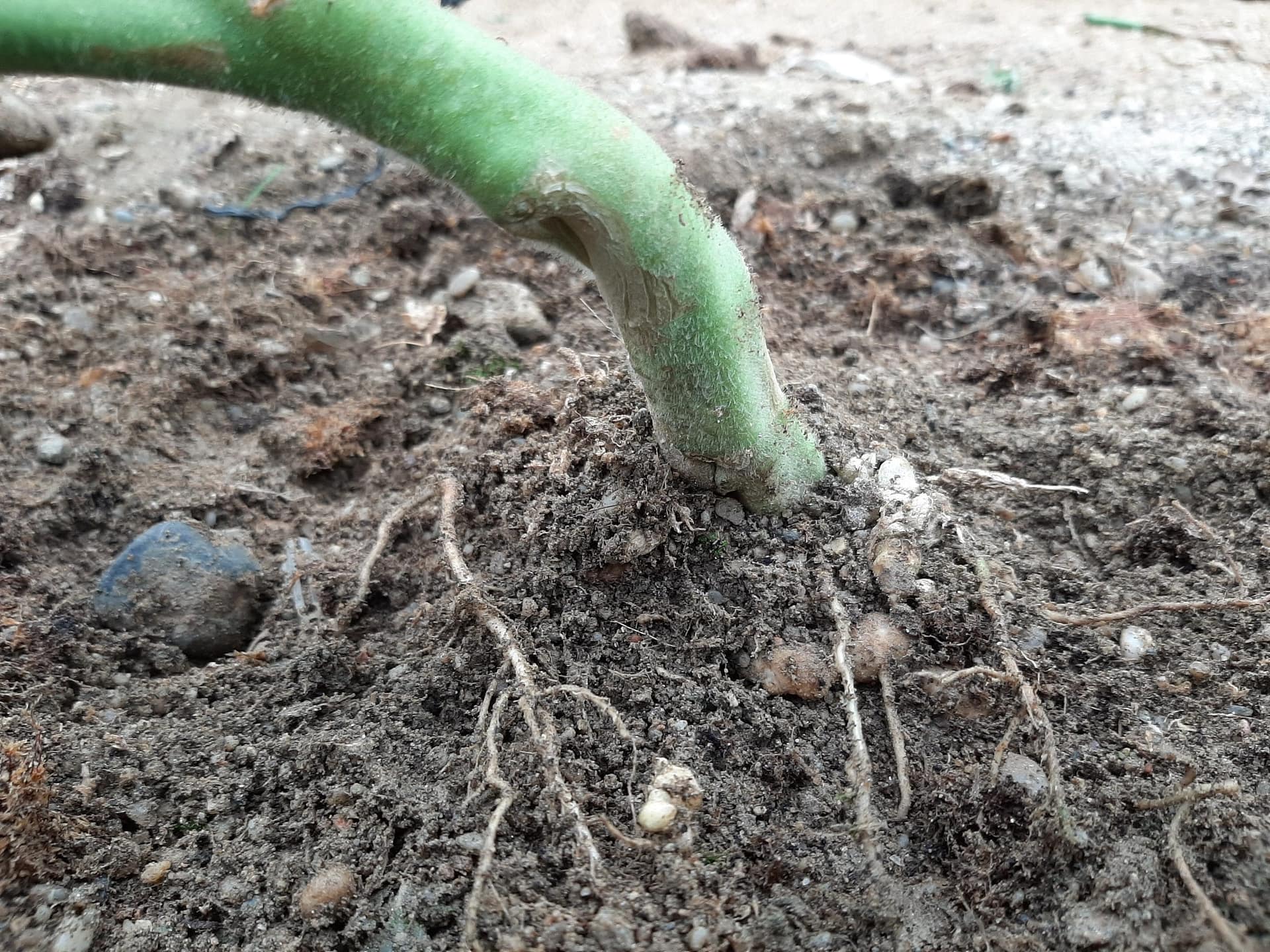 Biogard - Nematodos: cómo tratarlos con el nematicida NEMGUARD® SC