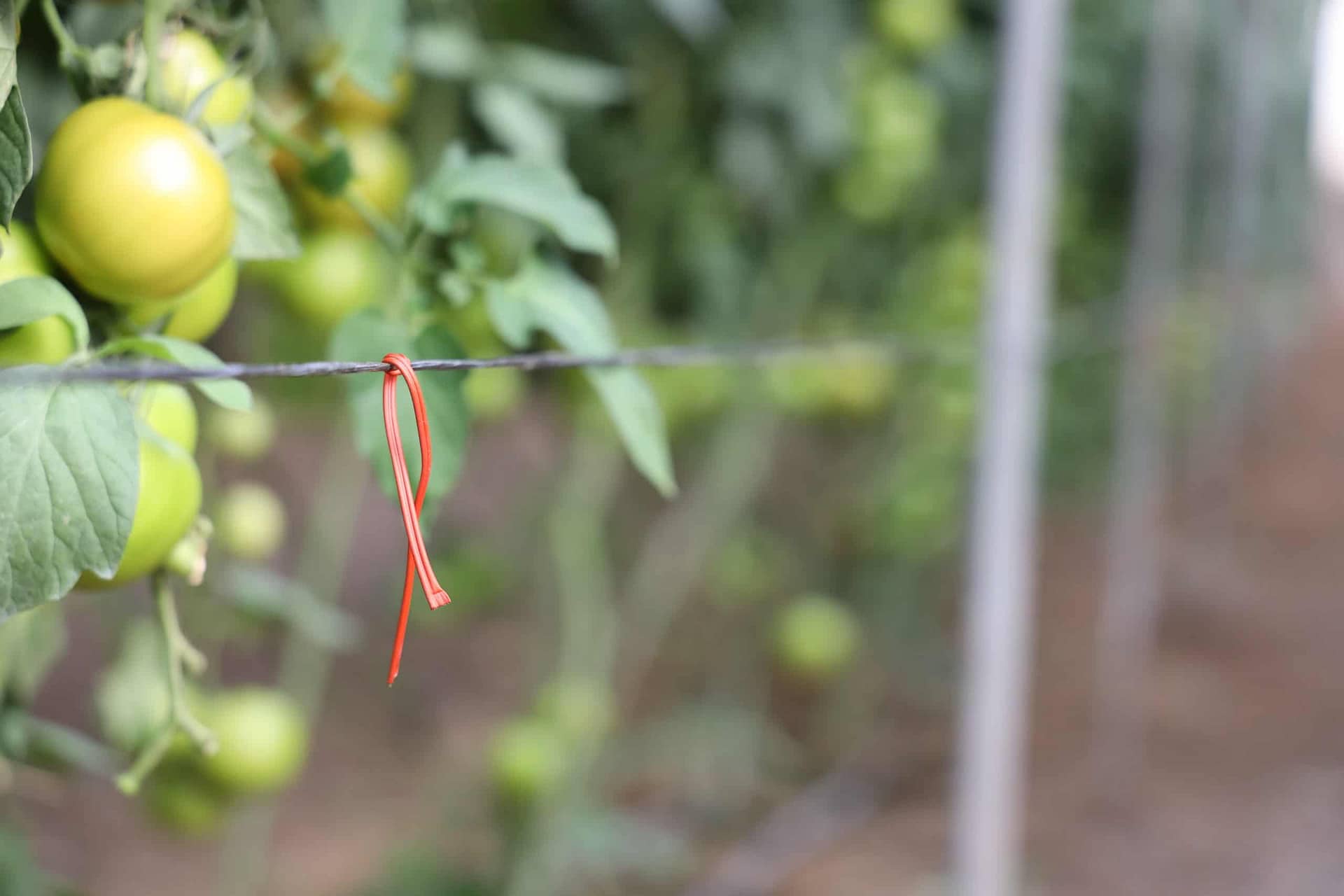 Biogard - Cómo combatir la Tuta absoluta en tomate